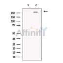 Golgin subfamily A member 4 Antibody -DF13274