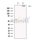 Laminin 2 alpha Antibody -DF13275