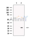 RBPMS Antibody -DF13276