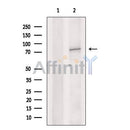 Cytoplasmic dynein 1 intermediate chain 1 Antibody -DF13277