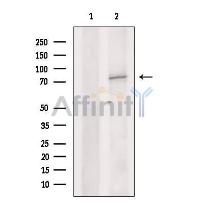 Cytoplasmic dynein 1 intermediate chain 1 Antibody -DF13277