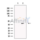 CD14 Antibody -DF13278