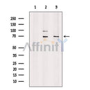 TDP1 Antibody -DF13281