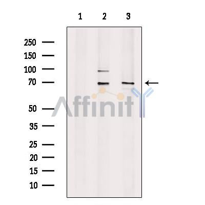 TDP1 Antibody -DF13281