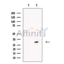 Myelin PLP Antibody -DF13282