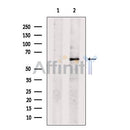 TEAD4 Antibody -DF13283