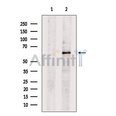 TEAD4 Antibody -DF13283