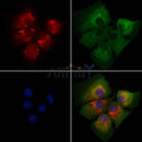 ARF3 Antibody -DF13284