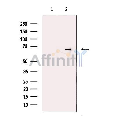 MCPIP1 Antibody -DF13287
