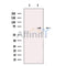 MCPIP1 Antibody -DF13287