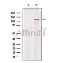 KDM4B / JMJD2B Antibody -DF13288