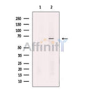 VGLUT2 Antibody -DF13296