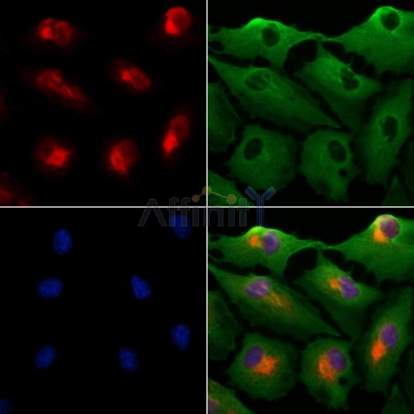 PRDM16 Antibody -DF13303