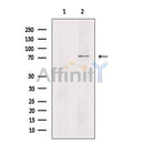CNGA2 Antibody -DF13311