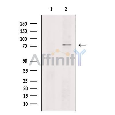 CNGA2 Antibody -DF13311