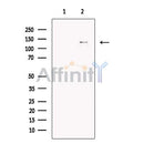 CHL1 Antibody -DF13313