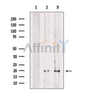 SNAP23 Antibody -DF13314