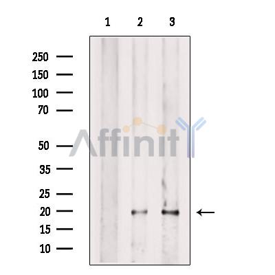 SNAP23 Antibody -DF13314