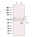 Syntaxin 2 Antibody -DF13316