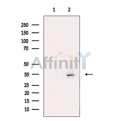 Syntaxin 2 Antibody -DF13316