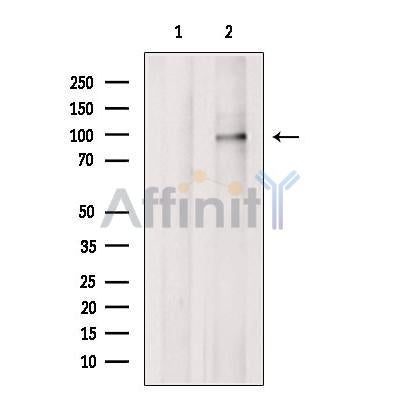 PDE4A Antibody -DF13317