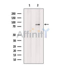 GOLPH4 Antibody -DF13320