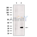 Ribosomal protein L26 Antibody -DF13322