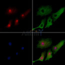 Stella Antibody -DF13324