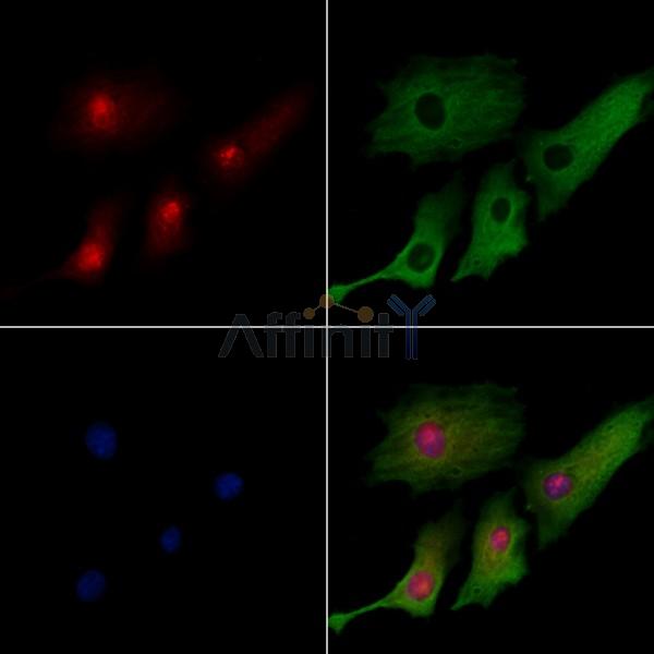 Stella Antibody -DF13324