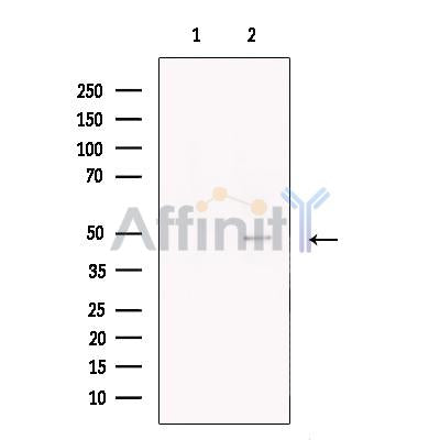 hair cortex Cytokeratin Antibody -DF13328