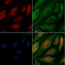 GFR alpha 3 Antibody -DF13329