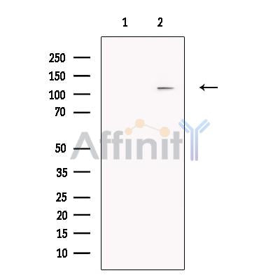 TFII I Antibody -DF13330