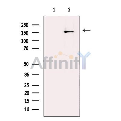 Lubricin Antibody -DF13331