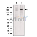 TET3 Antibody -DF13335