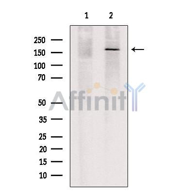 TET3 Antibody -DF13335
