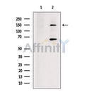 KIF17 Antibody -DF13337