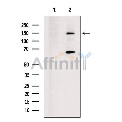 KIF17 Antibody -DF13337