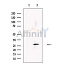 ERp29 Antibody -DF13338