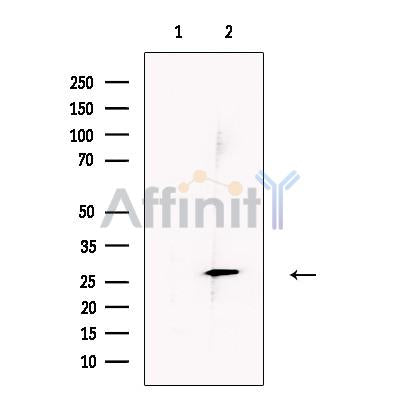 ERp29 Antibody -DF13338