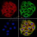 APH1a Antibody -DF13339