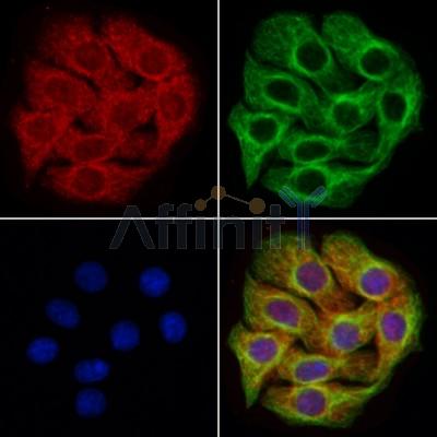 APH1a Antibody -DF13339