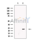 KGF Antibody -DF13342