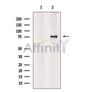 PICALM Antibody -DF13343