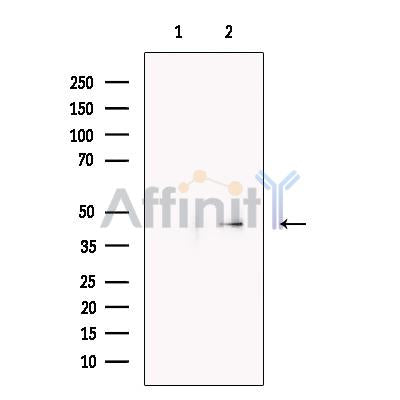 PPM1A Antibody -DF13344