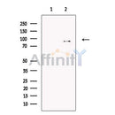 hnRNP U Antibody -DF13346