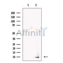 Neuronatin Antibody -DF13349
