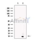 Apelin Antibody -DF13350