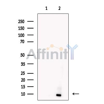 Apelin Antibody -DF13350