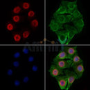 RBM3 Antibody -DF13353