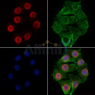 RBM3 Antibody -DF13353